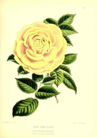 Reproducción/Reproduction 49677331021: The floral magazine;. London,L. Reeve & Co.. 