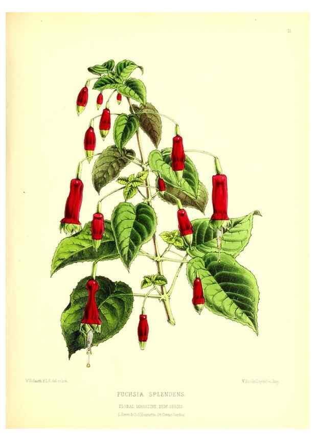Reproducción/Reproduction 49677331226: The floral magazine;. London,L. Reeve & Co.. 