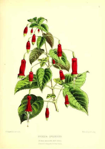 Reproducción/Reproduction 49677331226: The floral magazine;. London,L. Reeve & Co.. 