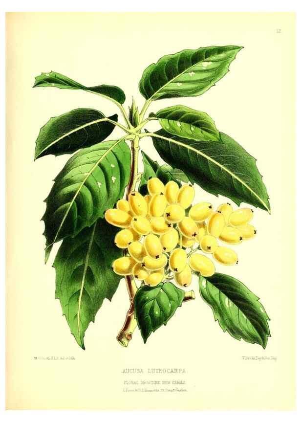 Reproducción/Reproduction 49677331471: The floral magazine;. London,L. Reeve & Co.. 