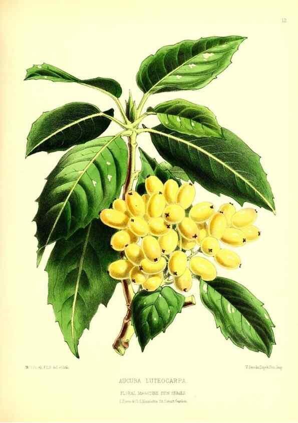 Reproducción/Reproduction 49677331471: The floral magazine;. London,L. Reeve & Co.. 