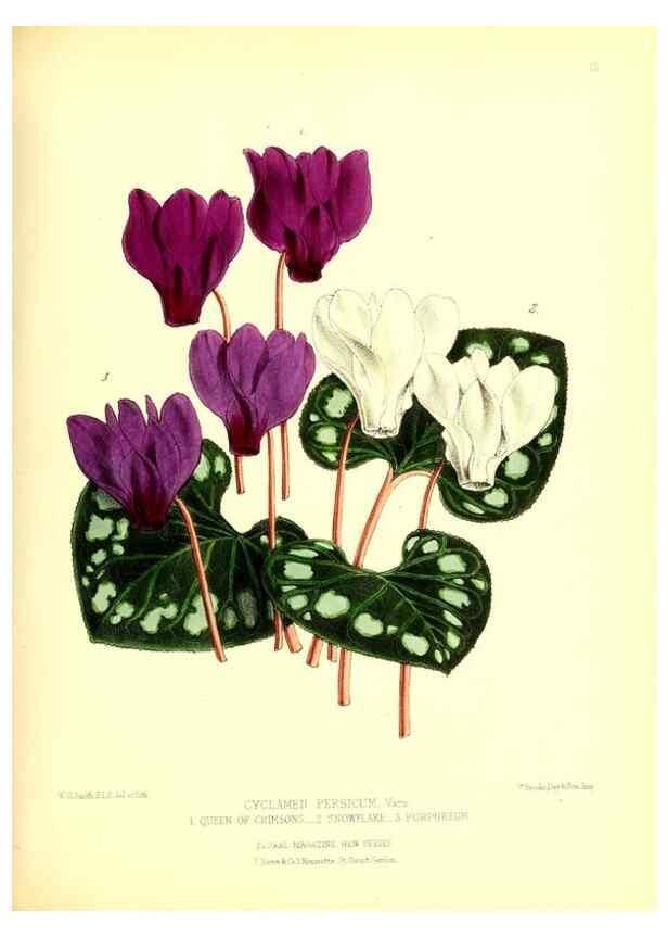 Reproducción/Reproduction 49677614727: The floral magazine;. London,L. Reeve & Co.. 