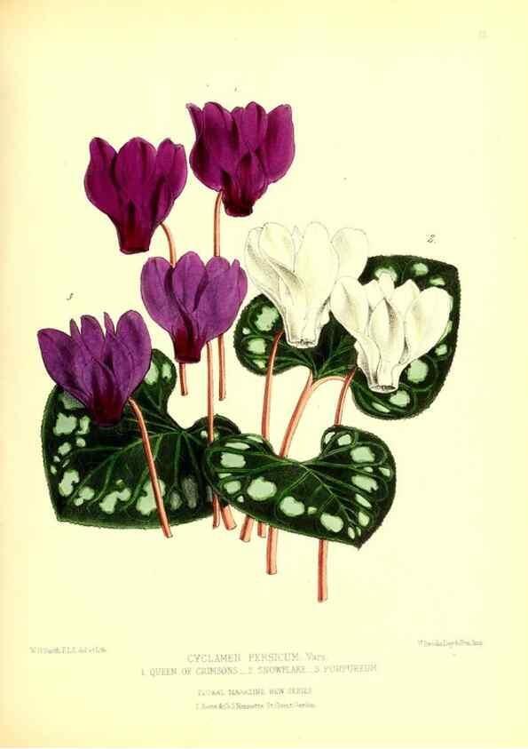 Reproducción/Reproduction 49677614727: The floral magazine;. London,L. Reeve & Co.. 