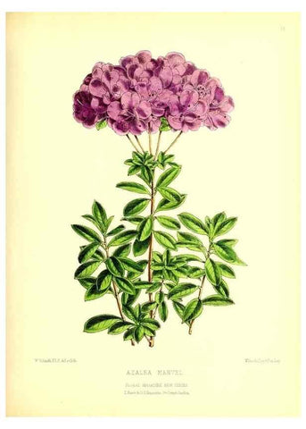 Reproducción/Reproduction 49677614967: The floral magazine;. London,L. Reeve & Co.. 