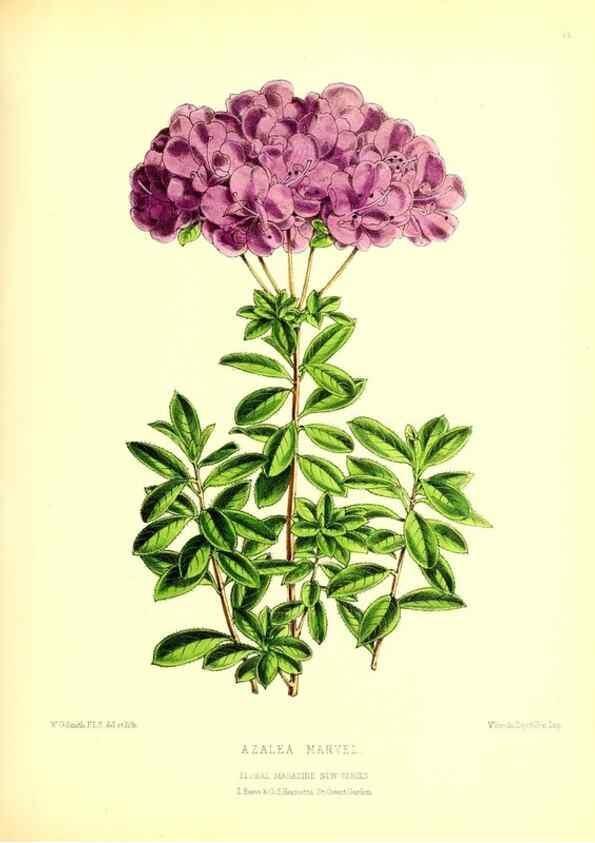Reproducción/Reproduction 49677614967: The floral magazine;. London,L. Reeve & Co.. 