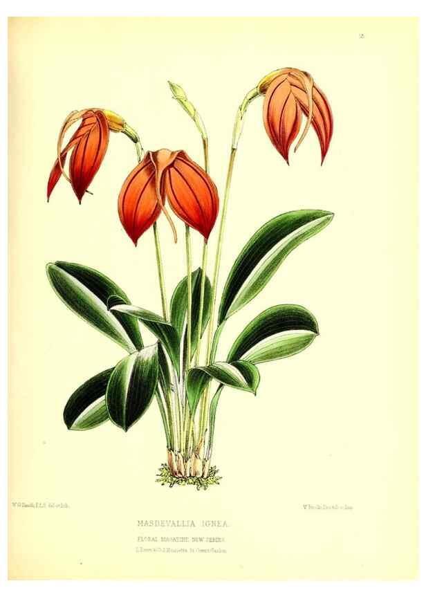 Reproducción/Reproduction 49677332211: The floral magazine;. London,L. Reeve & Co.. 
