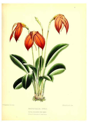 Reproducción/Reproduction 49677332211: The floral magazine;. London,L. Reeve & Co.. 