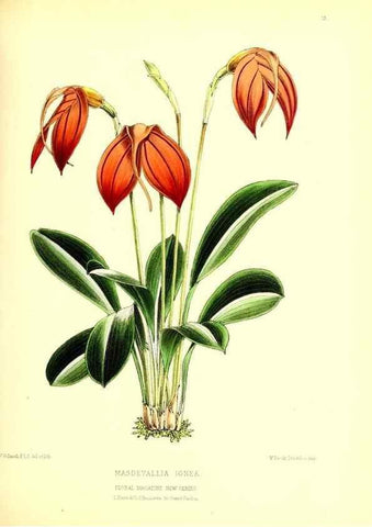 Reproducción/Reproduction 49677332211: The floral magazine;. London,L. Reeve & Co.. 