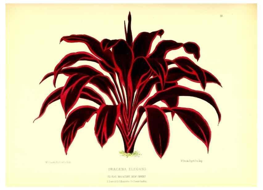Reproducción/Reproduction 49676799778: The floral magazine;. London,L. Reeve & Co.. 