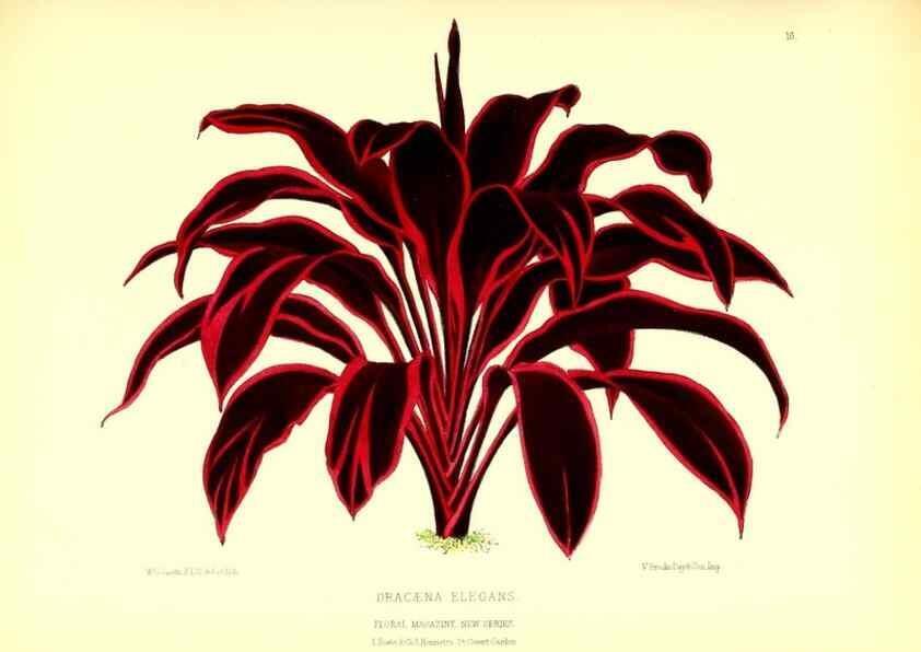 Reproducción/Reproduction 49676799778: The floral magazine;. London,L. Reeve & Co.. 