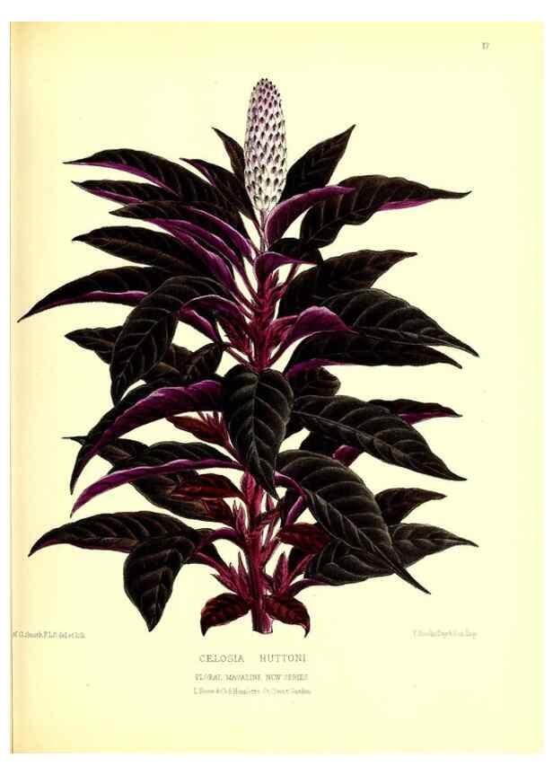 Reproducción/Reproduction 49677332716: The floral magazine;. London,L. Reeve & Co.. 