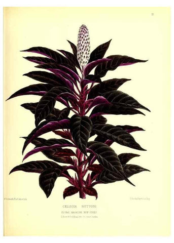 Reproducción/Reproduction 49677332716: The floral magazine;. London,L. Reeve & Co.. 