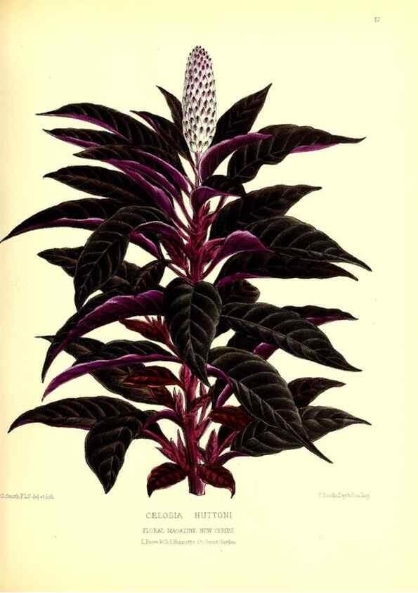Reproducción/Reproduction 49677332716: The floral magazine;. London,L. Reeve & Co.. 