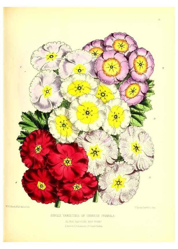 Reproducción/Reproduction 49677333056: The floral magazine;. London,L. Reeve & Co.. 