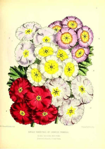 Reproducción/Reproduction 49677333056: The floral magazine;. London,L. Reeve & Co.. 