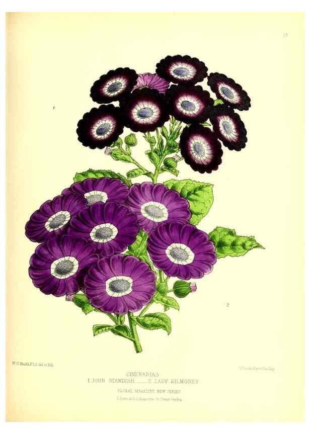 Reproducción/Reproduction 49677333311: The floral magazine;. London,L. Reeve & Co.. 