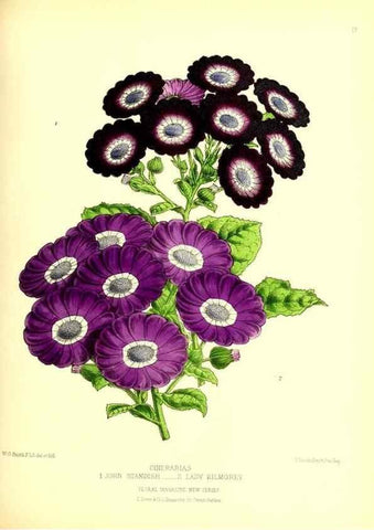 Reproducción/Reproduction 49677333311: The floral magazine;. London,L. Reeve & Co.. 