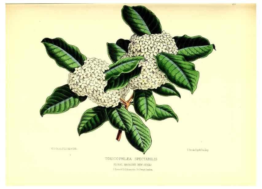 Reproducción/Reproduction 49676800813: The floral magazine;. London,L. Reeve & Co.. 
