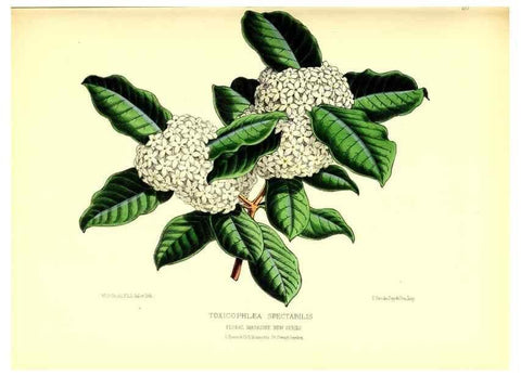 Reproducción/Reproduction 49676800813: The floral magazine;. London,L. Reeve & Co.. 
