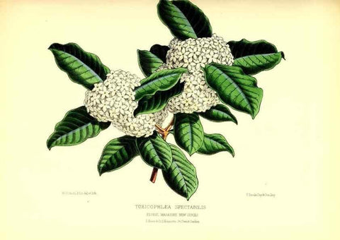 Reproducción/Reproduction 49676800813: The floral magazine;. London,L. Reeve & Co.. 