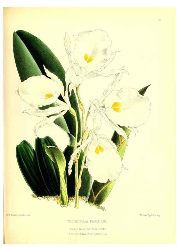 Reproducción/Reproduction 49677616772: The floral magazine;. London,L. Reeve & Co.. 