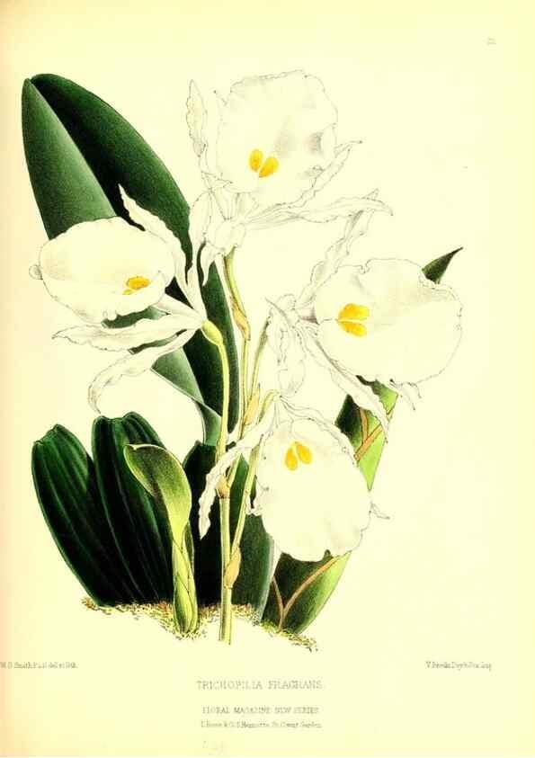 Reproducción/Reproduction 49677616772: The floral magazine;. London,L. Reeve & Co.. 