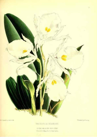 Reproducción/Reproduction 49677616772: The floral magazine;. London,L. Reeve & Co.. 