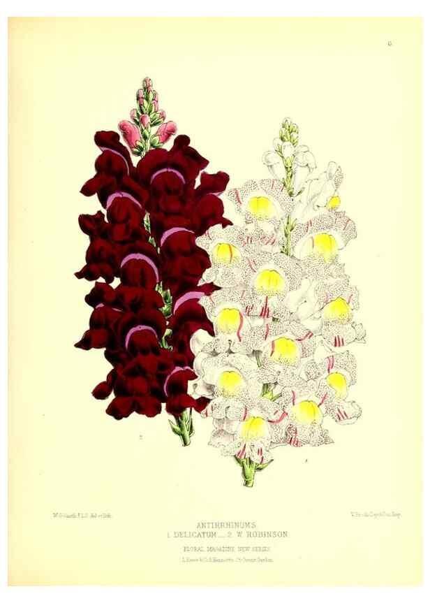 Reproducción/Reproduction 49676797683: The floral magazine;. London,L. Reeve & Co.. 