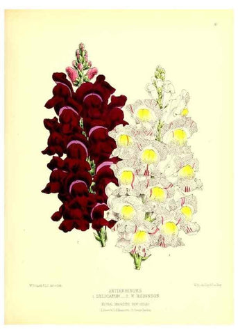 Reproducción/Reproduction 49676797683: The floral magazine;. London,L. Reeve & Co.. 