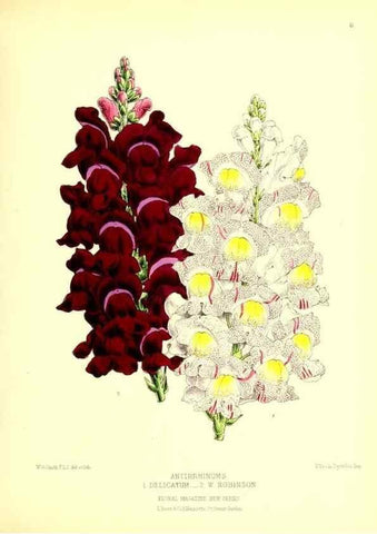 Reproducción/Reproduction 49676797683: The floral magazine;. London,L. Reeve & Co.. 