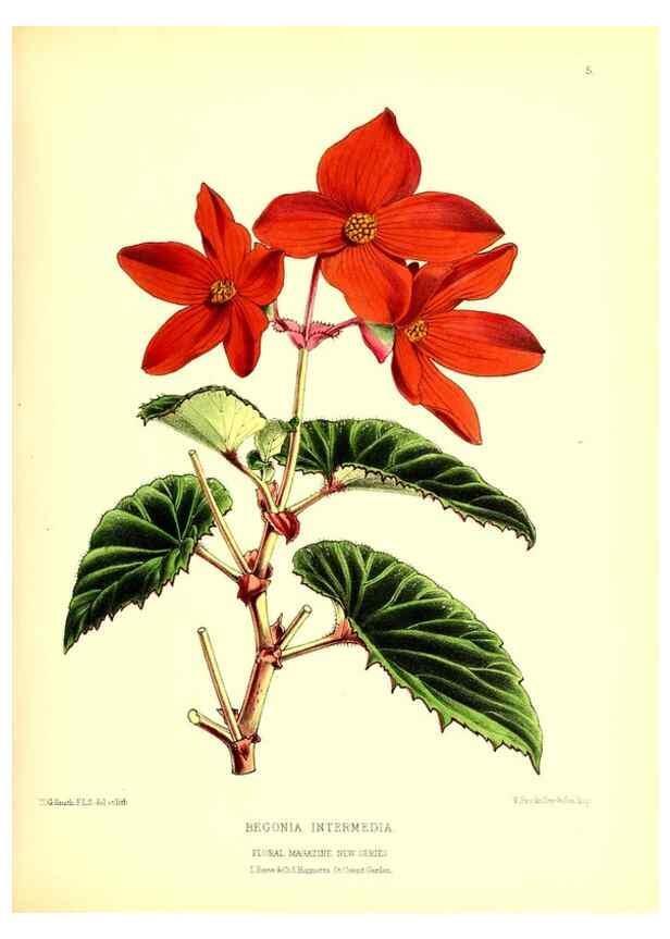 Reproducción/Reproduction 49676797388: The floral magazine;. London,L. Reeve & Co.. 