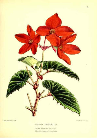 Reproducción/Reproduction 49676797388: The floral magazine;. London,L. Reeve & Co.. 