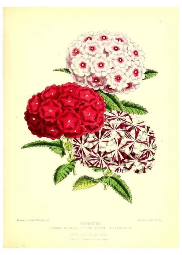 Reproducción/Reproduction 49677612822: The floral magazine;. London,L. Reeve & Co.. 
