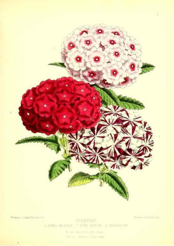 Reproducción/Reproduction 49677612822: The floral magazine;. London,L. Reeve & Co.. 