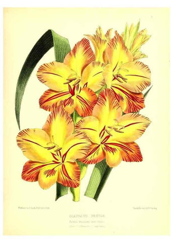 Reproducción/Reproduction 49677329706: The floral magazine;. London,L. Reeve & Co.. 