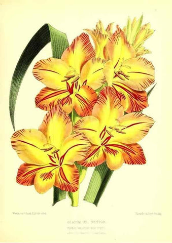 Reproducción/Reproduction 49677329706: The floral magazine;. London,L. Reeve & Co.. 