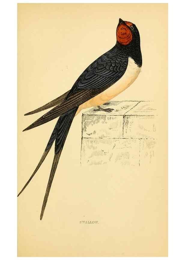 Reproducción/Reproduction 49675866498: A history of British birds.. London,Groombridge and Sons,[1862?-1867?]. 