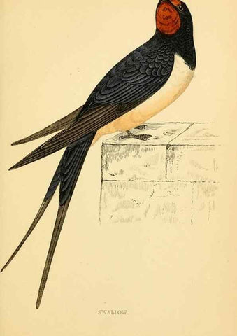 Reproducción/Reproduction 49675866498: A history of British birds.. London,Groombridge and Sons,[1862?-1867?]. 