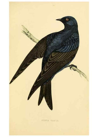 Reproducción/Reproduction 49675866748: A history of British birds.. London,Groombridge and Sons,[1862?-1867?]. 