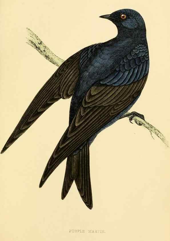 Reproducción/Reproduction 49675866748: A history of British birds.. London,Groombridge and Sons,[1862?-1867?]. 