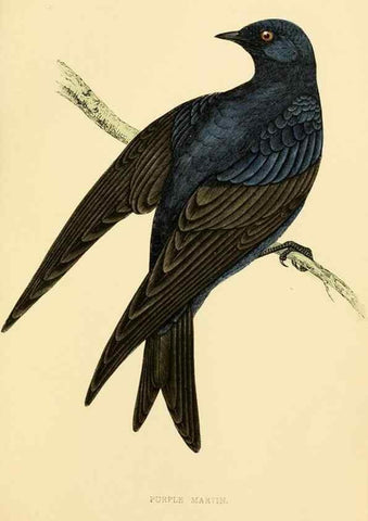 Reproducción/Reproduction 49675866748: A history of British birds.. London,Groombridge and Sons,[1862?-1867?]. 