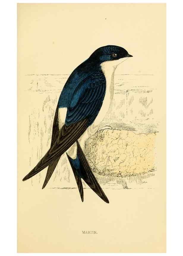 Reproducción/Reproduction 49675867053: A history of British birds.. London,Groombridge and Sons,[1862?-1867?]. 