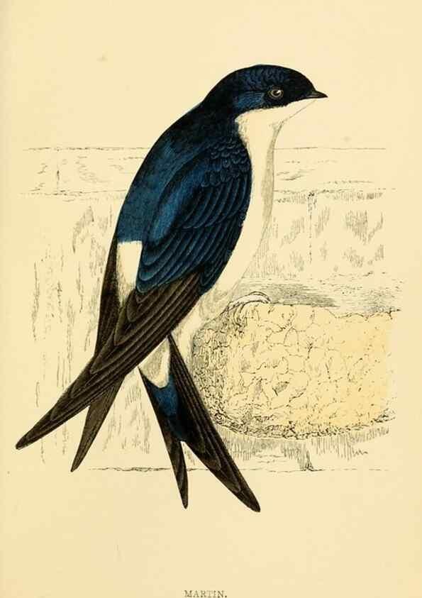 Reproducción/Reproduction 49675867053: A history of British birds.. London,Groombridge and Sons,[1862?-1867?]. 