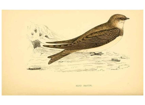 Reproducción/Reproduction 49676399291: A history of British birds.. London,Groombridge and Sons,[1862?-1867?]. 
