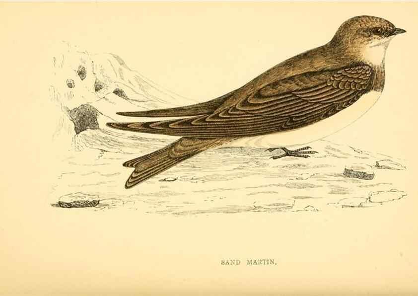 Reproducción/Reproduction 49676399291: A history of British birds.. London,Groombridge and Sons,[1862?-1867?]. 