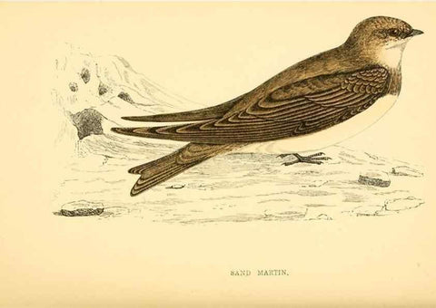 Reproducción/Reproduction 49676399291: A history of British birds.. London,Groombridge and Sons,[1862?-1867?]. 