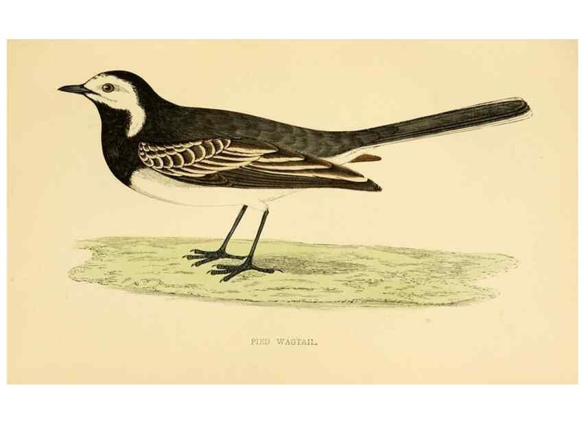 Reproducción/Reproduction 49676684802: A history of British birds.. London,Groombridge and Sons,[1862?-1867?]. 