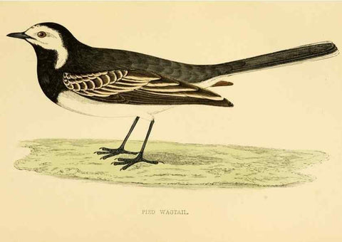 Reproducción/Reproduction 49676684802: A history of British birds.. London,Groombridge and Sons,[1862?-1867?]. 
