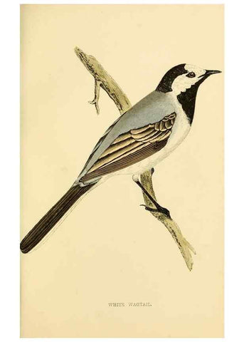 Reproducción/Reproduction 49675867898: A history of British birds.. London,Groombridge and Sons,[1862?-1867?]. 