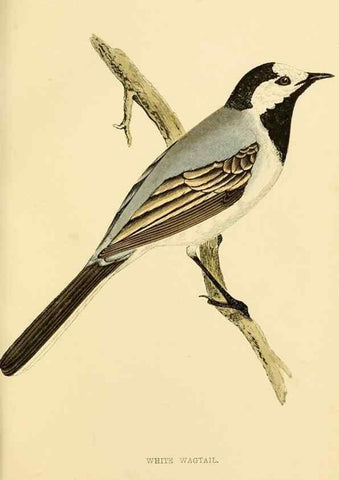 Reproducción/Reproduction 49675867898: A history of British birds.. London,Groombridge and Sons,[1862?-1867?]. 